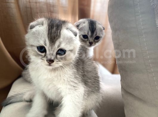 Scottish Fold Yavrular görsel