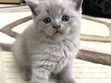 British Shorthair Ve Scottish Fold Yavrularım