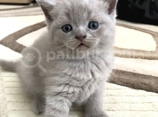 British Shorthair Ve Scottish Fold Yavrularım görsel