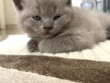 British Shorthair Ve Scottish Fold Yavrularım