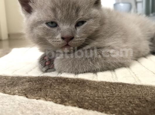 British Shorthair Ve Scottish Fold Yavrularım görsel