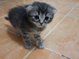 Scotish Fold Tabby Ve British Shorthair Karışık Yavrular 3 Dişi 3 Erkek
