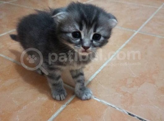 Scotish Fold Tabby Ve British Shorthair Karışık Yavrular 3 Dişi 3 Erkek görsel