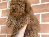 Erkek Red Toy Poodle