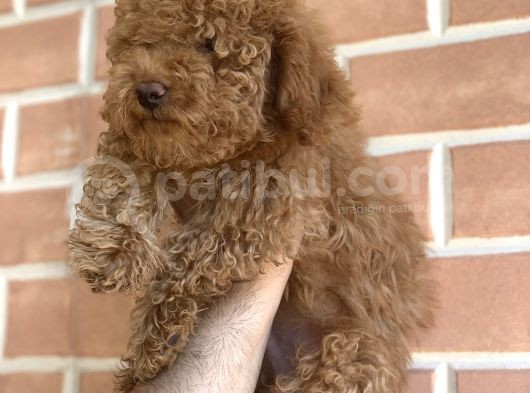 Erkek Red Toy Poodle görsel