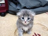 Scotish Fold Tabby Ve British Shorthair Karışık Yavrular 3 Dişi 3 Erkek