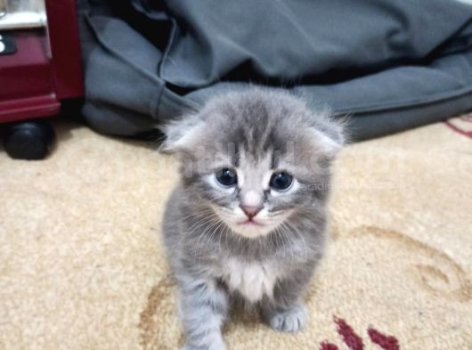 Scotish Fold Tabby Ve British Shorthair Karışık Yavrular 3 Dişi 3 Erkek görsel