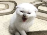 British Shorthair Ve Scottish Fold Yavrularım