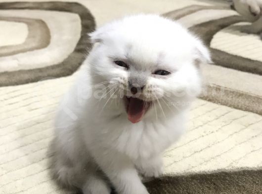 British Shorthair Ve Scottish Fold Yavrularım
