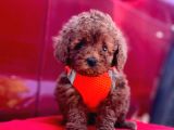 Safkan Toy Poodle Yavrular