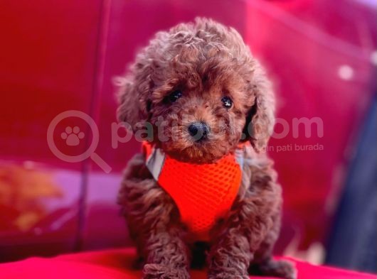 Safkan Toy Poodle Yavrular