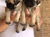 A Kali̇te Safkan Pug Yavrulari