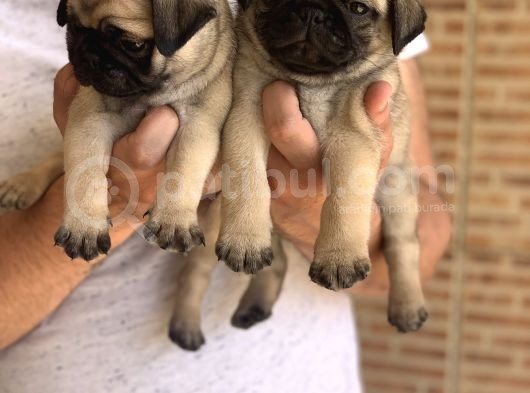A Kali̇te Safkan Pug Yavrulari görsel