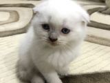 British Shorthair Ve Scottish Fold Yavrularım