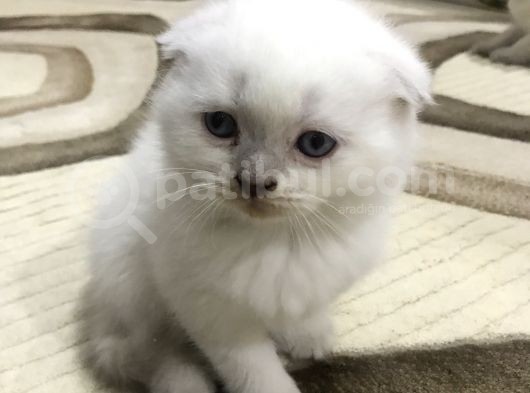 British Shorthair Ve Scottish Fold Yavrularım görsel
