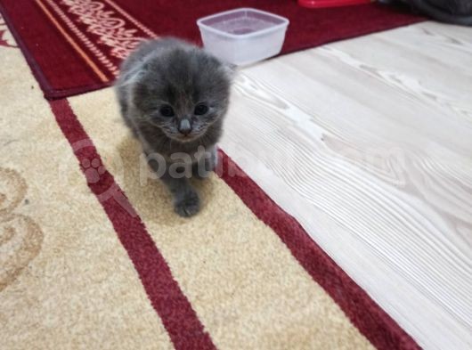 Scotish Fold Tabby Ve British Shorthair Karışık Yavrular 3 Dişi 3 Erkek görsel