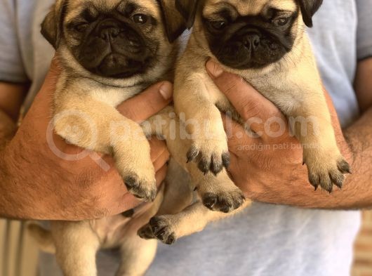 A Kali̇te Safkan Pug Yavrulari