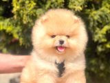 Safkan Teddy Bear Pomeranian Yavrularımız