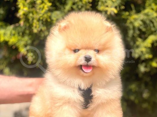 Safkan Teddy Bear Pomeranian Yavrularımız görsel