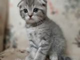 Orjinal Scottish Fold