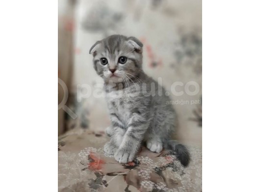 Orjinal Scottish Fold görsel