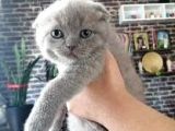 Orjinal Scottish Fold