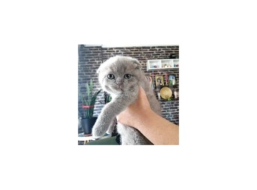 Orjinal Scottish Fold görsel