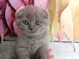 Orjinal Scottish Fold