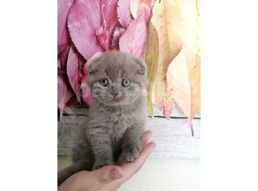 Orjinal Scottish Fold görsel