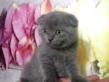 Orjinal Scottish Fold