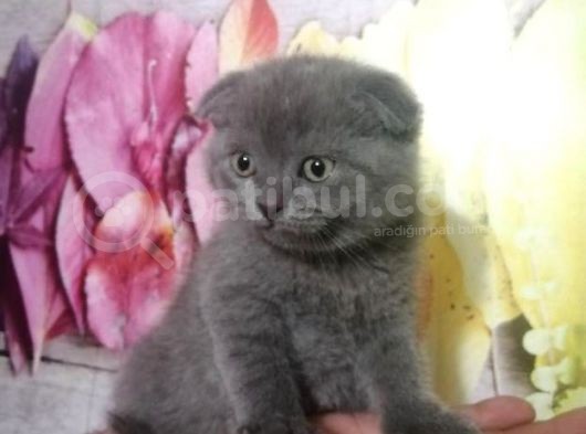 Orjinal Scottish Fold