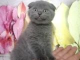 Orjinal Scottish Fold