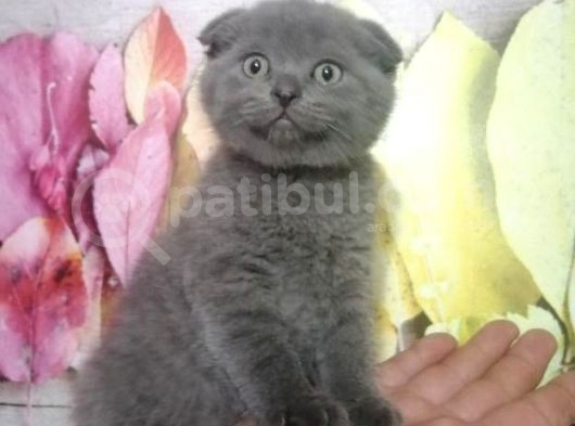 Orjinal Scottish Fold görsel