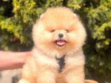 Safkan Teddy Bear Pomeranian Yavrularımız
