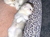 Scottish Fold Yavrular