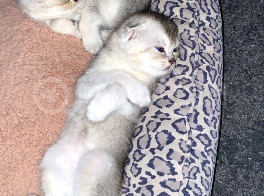 Scottish Fold Yavrular görsel