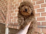 Erkek Red Toy Poodle
