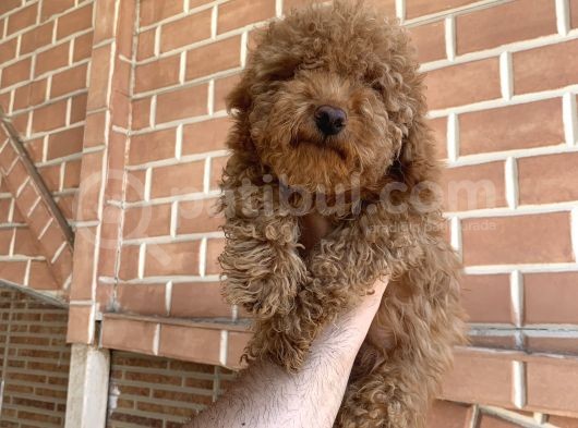 Erkek Red Toy Poodle görsel