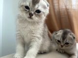 Scottish Fold Yavrular