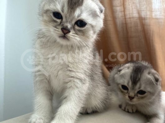 Scottish Fold Yavrular görsel