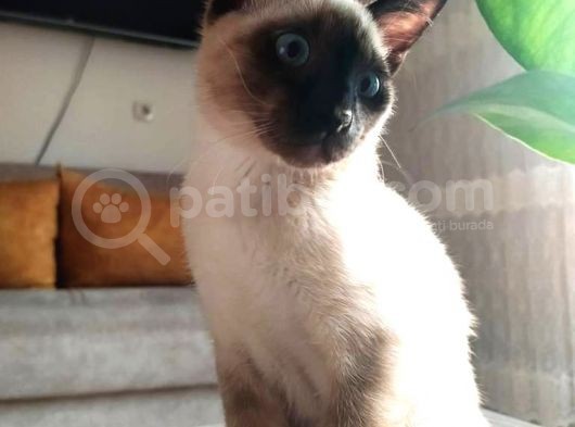 4 Aylık Safkan Erkek Siyam Kedisi görsel
