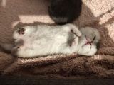 Scottish Fold Yavrular