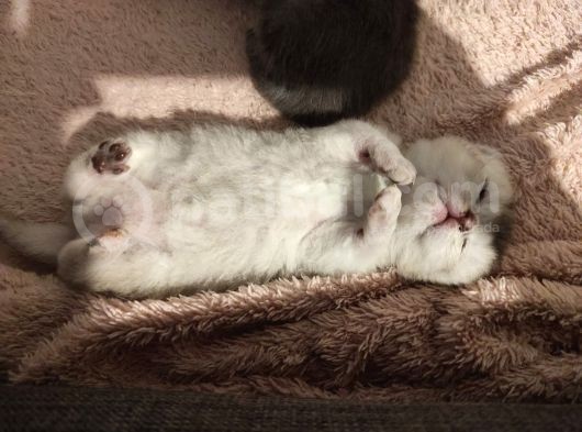 Scottish Fold Yavrular görsel