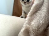 Scottish Fold Yavrular