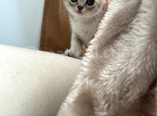 Scottish Fold Yavrular görsel