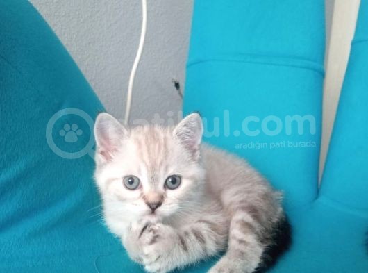 British Lynx Point Dişi görsel