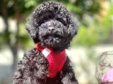 Safkan Toy Poodle Yavrular