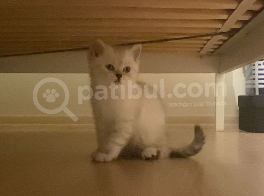 Brithis Longhair Dişi 2Aylık görsel