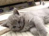 British Shorthair Ve Scottish Fold Yavrularım