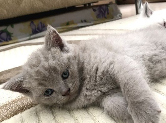 British Shorthair Ve Scottish Fold Yavrularım görsel